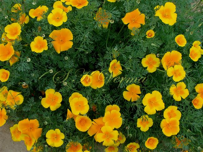  Plants in bloom